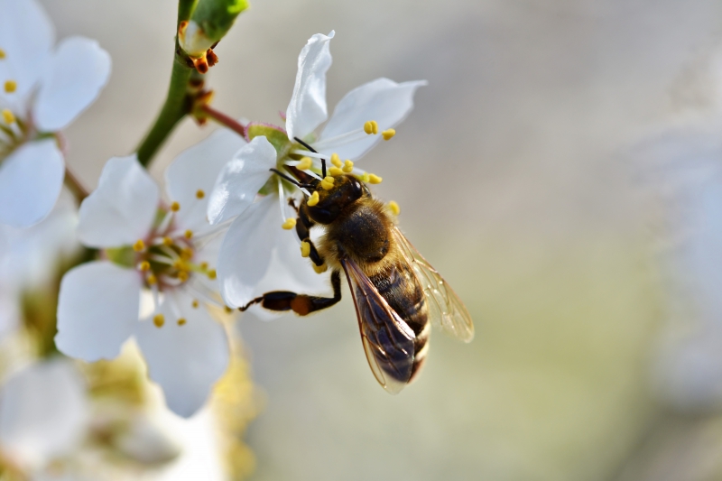 jardinerie-ST ANTONIN-min_bee-4092986